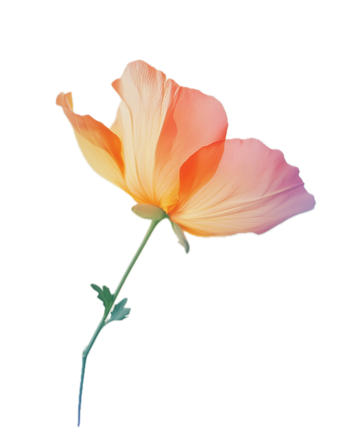 A California poppy